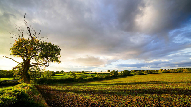 Tree field path cloudy sky free wallpaper - medium preview image