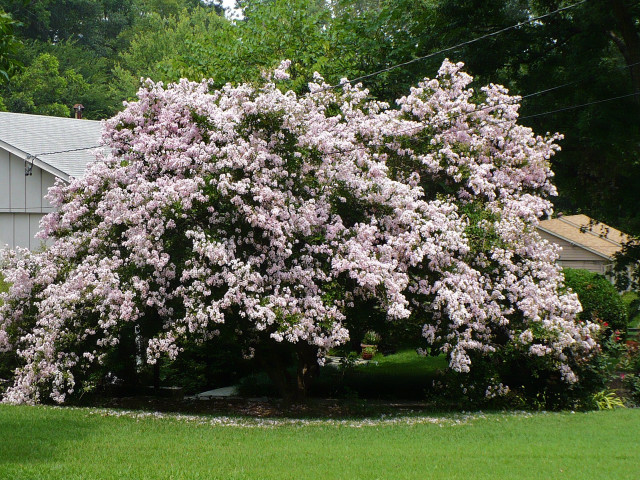 Large tree purple flowers yard free wallpaper - medium preview image