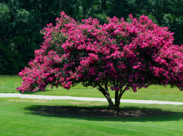 Tree pink flowers park path #2 free wallpaper - medium preview image