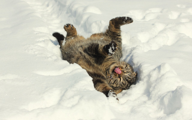 Cat rolling snow back paws free wallpaper - medium preview image