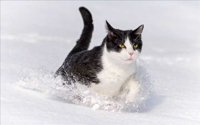 Black white cat running snow #5 free wallpaper - medium preview image