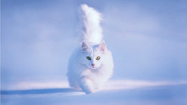 White cat running snow green free wallpaper - medium preview image