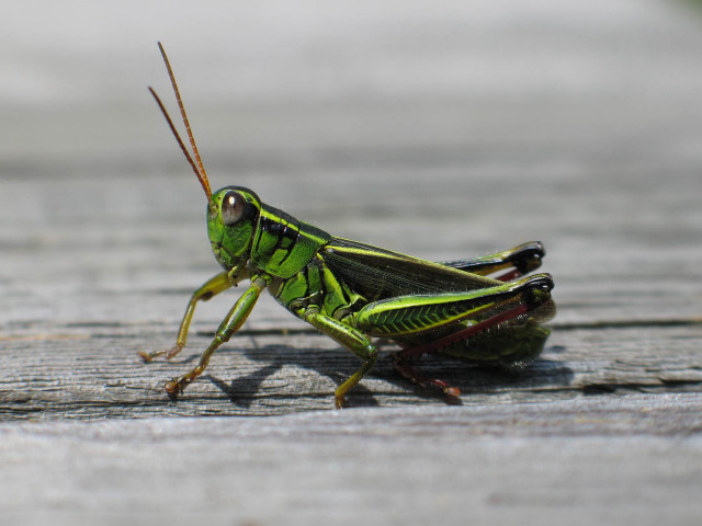 Green grasshopper wooden surface long free wallpaper - medium preview image