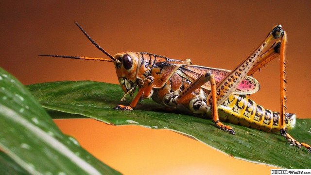 Grasshopper leaf yellow stripe brown free wallpaper - medium preview image