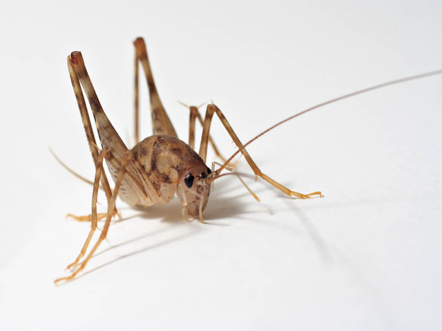 Bug closeup white surface background free wallpaper - medium preview image