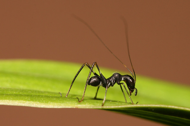 Black ant green leaf brown free wallpaper - medium preview image