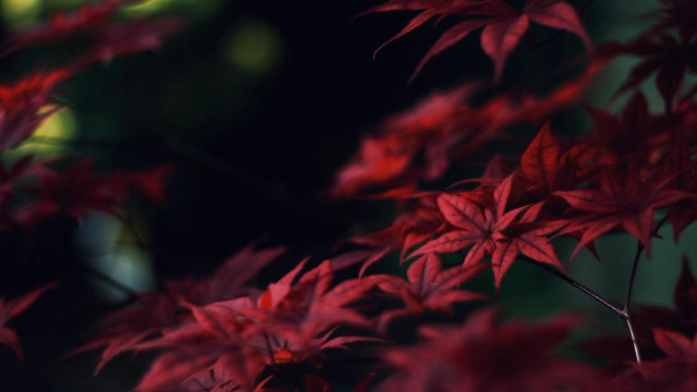 Red plant closeup leaves blurry free wallpaper - medium preview image
