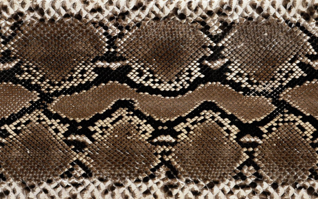 Snake skin brown white black free wallpaper - medium preview image