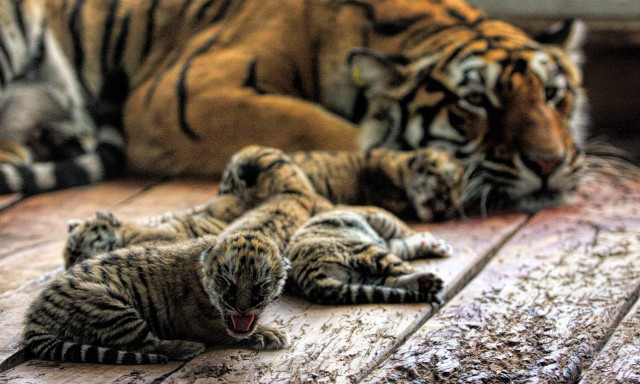 Tiger cubs yawning laying floor free wallpaper - medium preview image