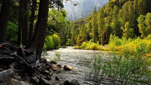 River forest rocks fallen trunk #2 free wallpaper - medium preview image