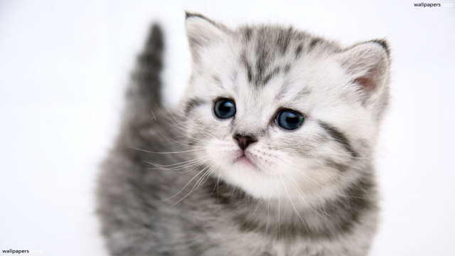 Small kitten blue eyes white #3 free wallpaper - medium preview image