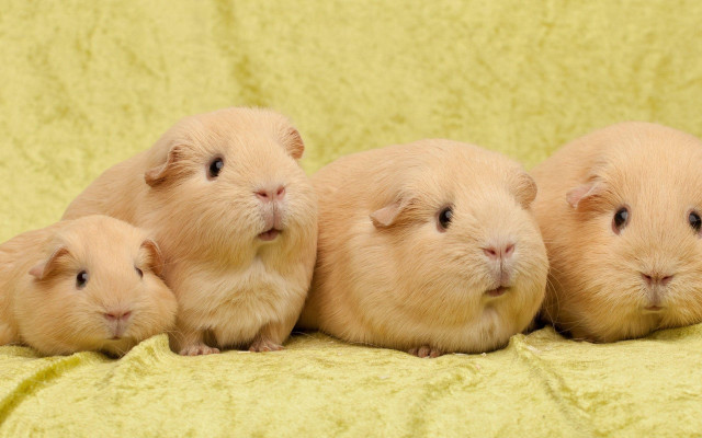 Three little hamsters blanket together free wallpaper - medium preview image