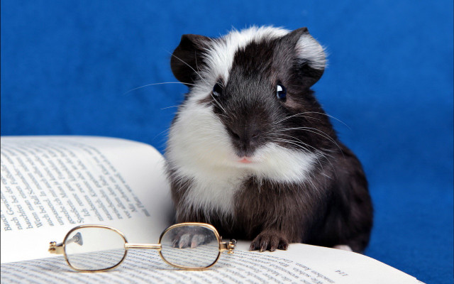 Guinea pig book glasses top free wallpaper - medium preview image