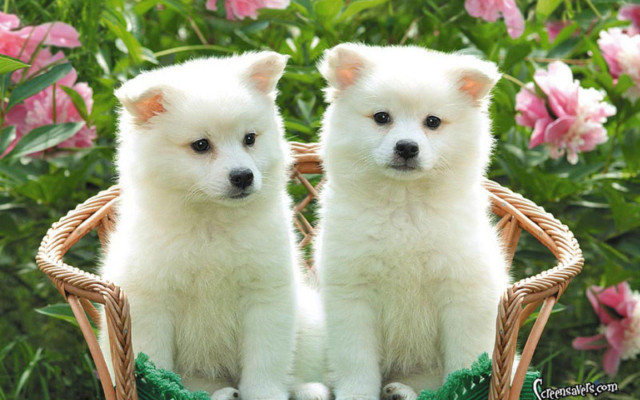 White dogs basket flower garden free wallpaper - medium preview image