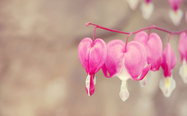 Pink flower white petals branch #2 free wallpaper - medium preview image