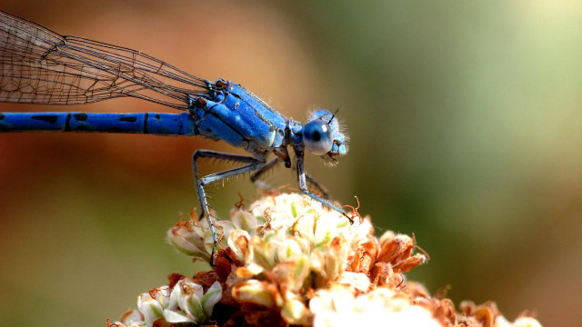 Blue dragonfly flower stem wings free wallpaper - medium preview image