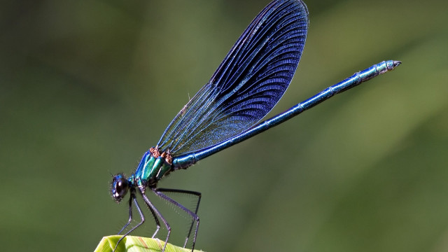 Blue dragonfly green leaf wings free wallpaper - medium preview image