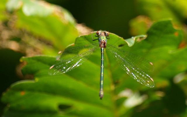 Dragon flys leafy green area free wallpaper - medium preview image
