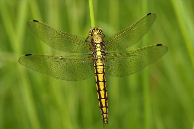 Yellow dragonfly blade grass sunny free wallpaper - medium preview image