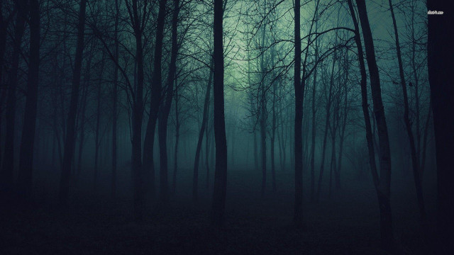 Dark forest foggy sky trees free wallpaper - medium preview image