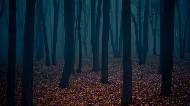 Dark forest trees leaves ground #3 free wallpaper - medium preview image