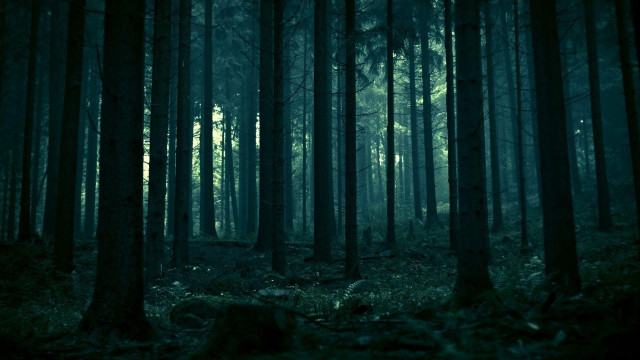 Dark forest trees leaves ground #2 free wallpaper - medium preview image