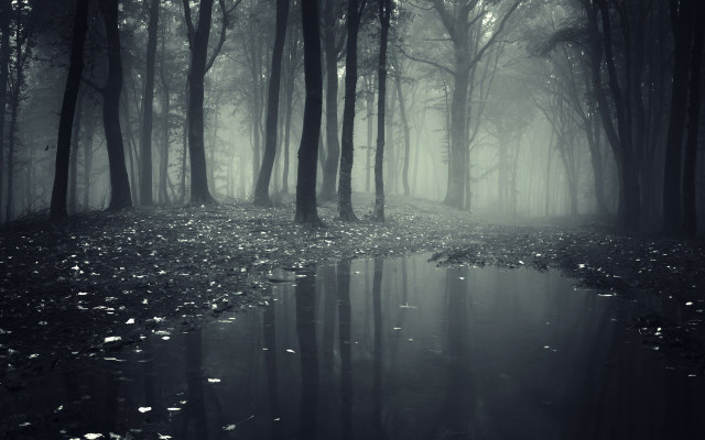Dark forest stream fog nature free wallpaper - medium preview image