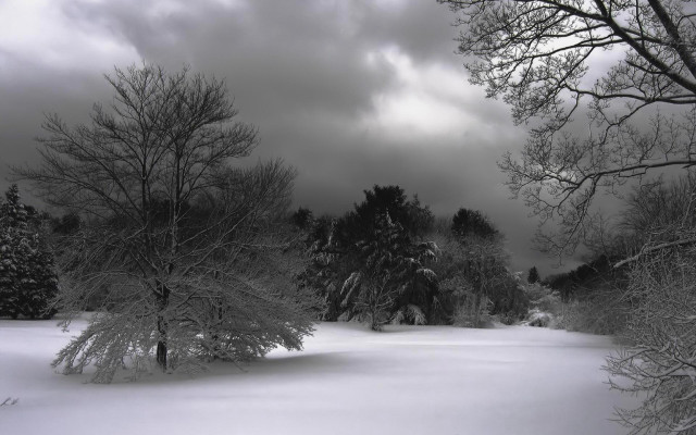 Snowy field trees cloudy sky free wallpaper - medium preview image