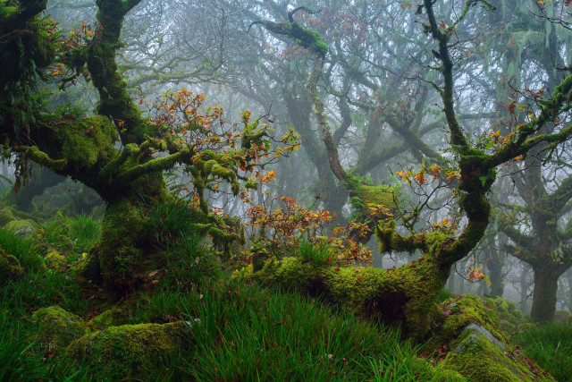 Forest mossy trees foggy nature free wallpaper - medium preview image