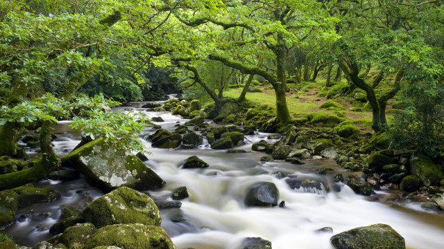 Lush green forest stream rocks #5 free wallpaper - medium preview image