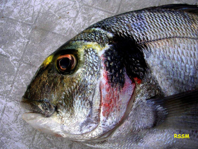 Yellow eye black spot fish free wallpaper - medium preview image