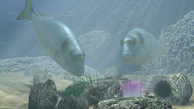 Fish aquarium rocks plants sunlight free wallpaper - medium preview image