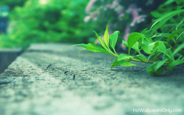 Plant ledge nature blurry bokeh free wallpaper - medium preview image