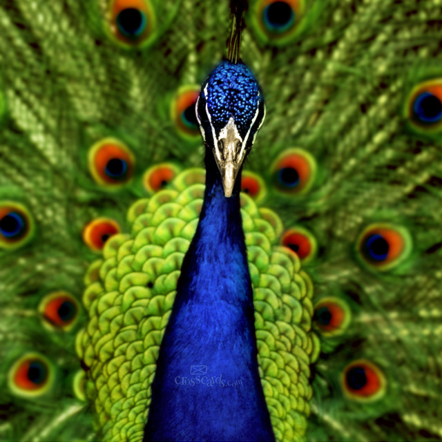 Peacock feathers spread eyes open free wallpaper - medium preview image