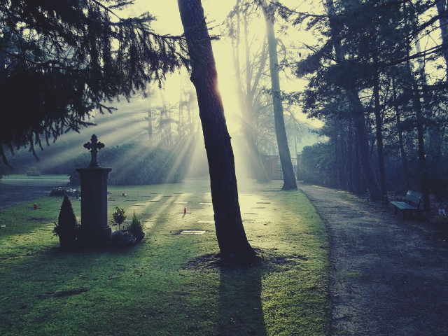 Park bench light trees grass free wallpaper - medium preview image