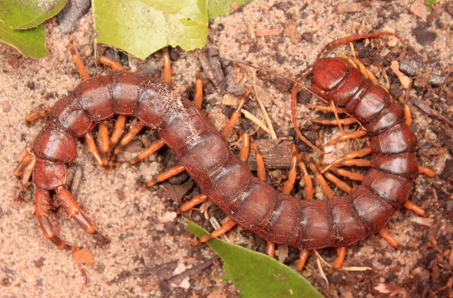 Red black insect leaves dirt free wallpaper - medium preview image