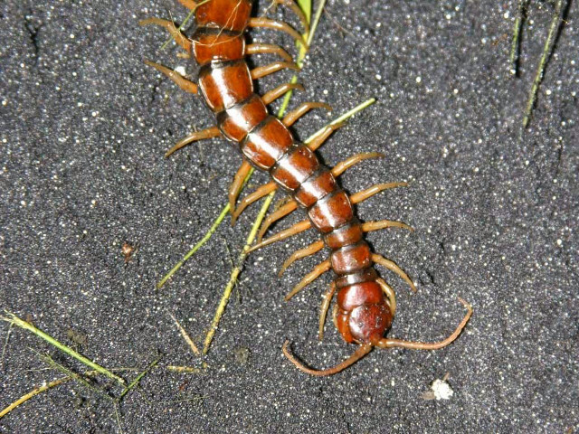 Insect black grass dirt night free wallpaper - medium preview image