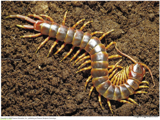 Large insect long legs long free wallpaper - medium preview image