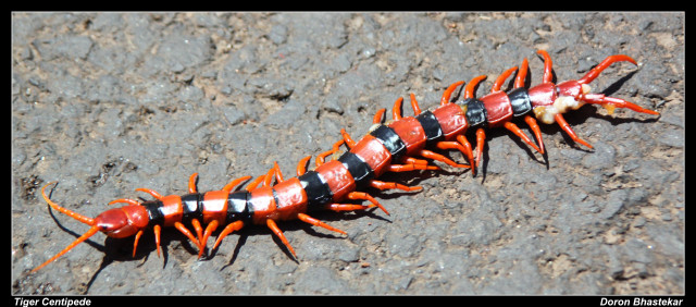 Red black insect rock embers free wallpaper - medium preview image
