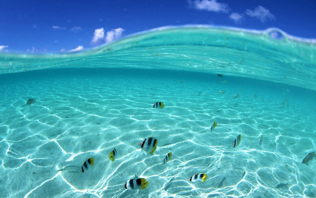 Fish swimming clear blue ocean #4 free wallpaper - medium preview image