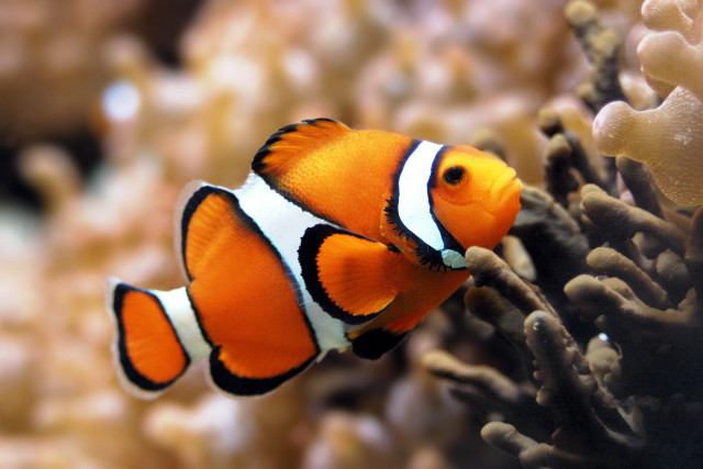 Clown fish aquarium corals background #2 free wallpaper - medium preview image