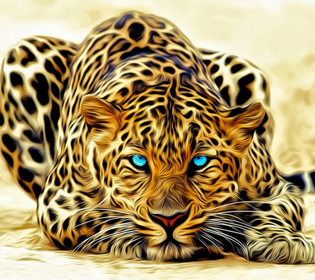 Leopard blue eyes laying head #3 free wallpaper - medium preview image