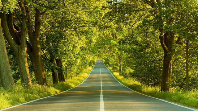 Long straight road trees lining #2 free wallpaper - medium preview image