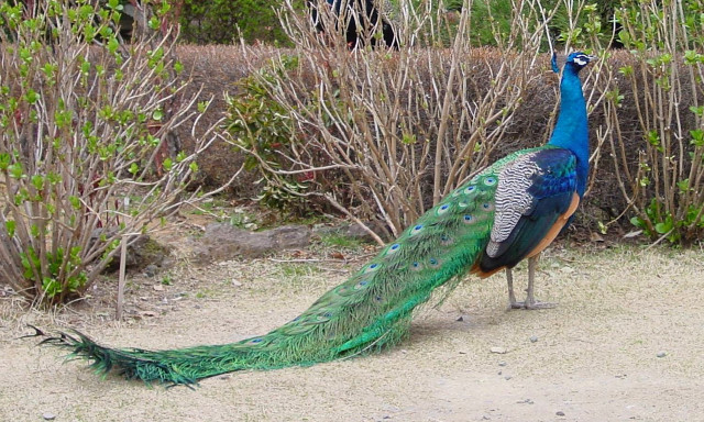 Peacock tail sand bushes trees free wallpaper - medium preview image