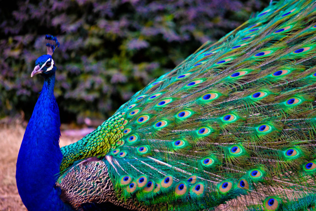 Peacock feathers spread tail display #5 free wallpaper - medium preview image
