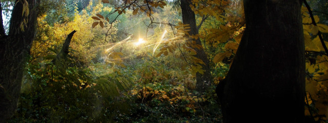 Forest sunlight trees leaves ground #5 free wallpaper - medium preview image