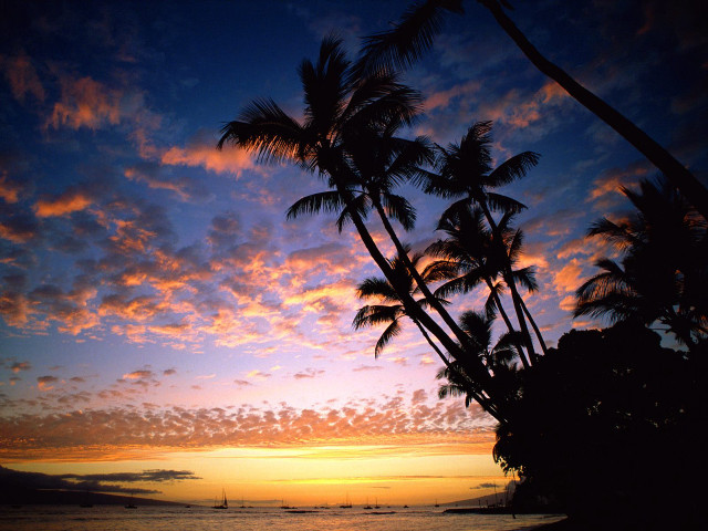 Sunset palm trees boat blue free wallpaper - medium preview image