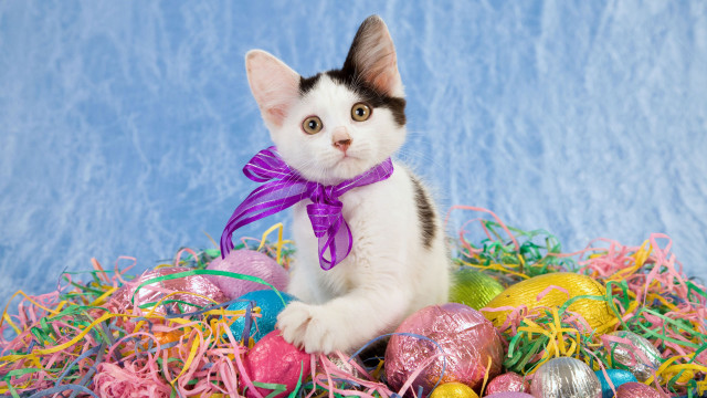 Kitten easter eggs purple ribbon free wallpaper - medium preview image
