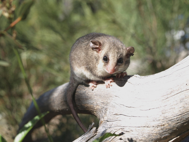 Small animal tree branch forest free wallpaper - medium preview image