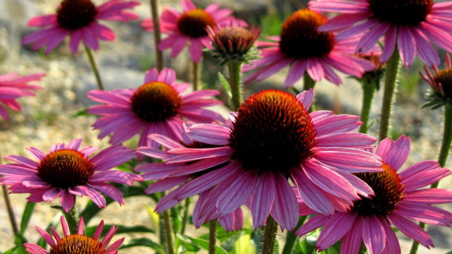 Pink flowers grass dirt field free wallpaper - medium preview image